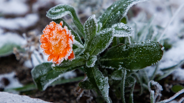 МЧС: в Калининградской области ночью и утром 15 мая ожидаются заморозки
