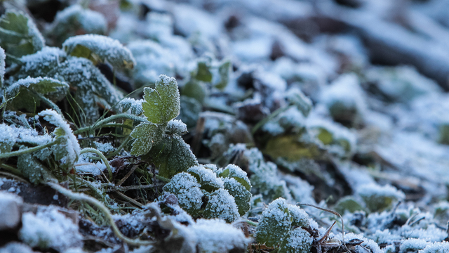 МЧС: в Калининградской области ночью 21 и 22 мая ожидаются заморозки
