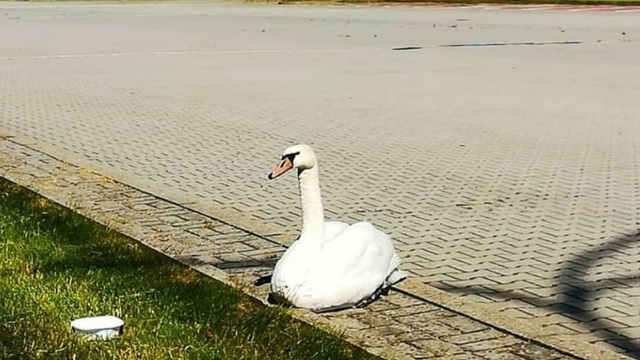 Польские пограничники поймали лебедя со сломанными лапами, который пробирался в Калининградскую область