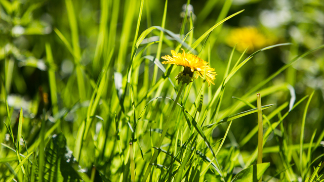 +20 и дождь: погода в Калининграде на рабочую неделю