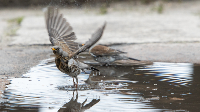 Климатолог: Май-2020 в Калининграде стал одним из самых холодных за последние 26 лет