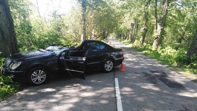 В Зеленоградском районе на машину рухнуло дерево, есть пострадавшие (фото)