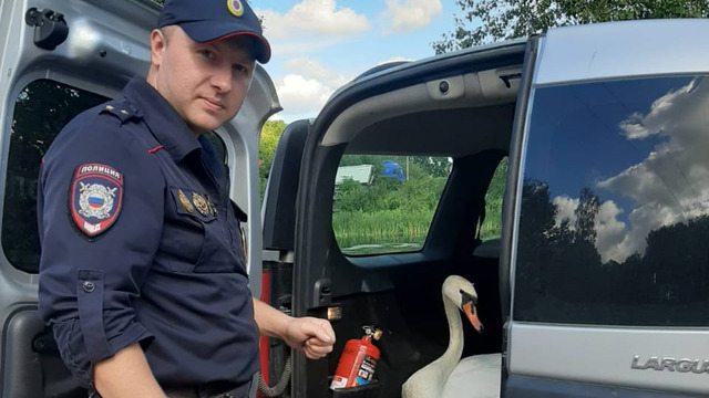 Назвали Яшкой: в Немане полицейские спасли лебедя, жёстко приземлившегося на асфальт (фото)