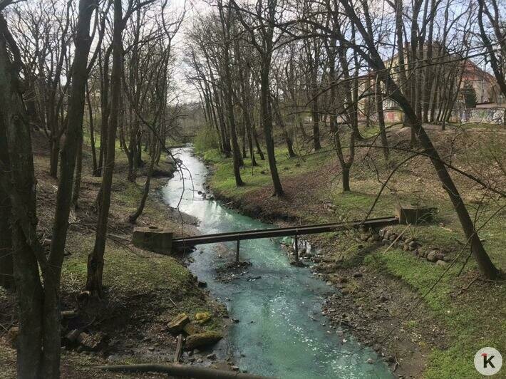 В Калининграде на ул. Брамса позеленел ручей (фото) - Новости Калининграда | Фото: очевидец