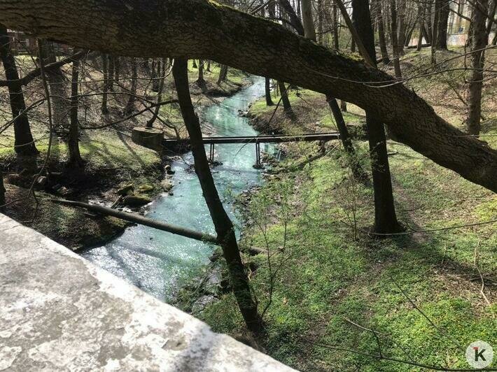 В Калининграде на ул. Брамса позеленел ручей (фото) - Новости Калининграда | Фото: очевидец