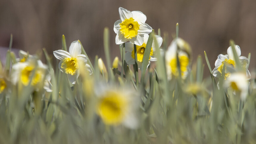 +22 и дождь: погода в Калининграде на неделю - Новости Калининграда | Архив "Клопс"