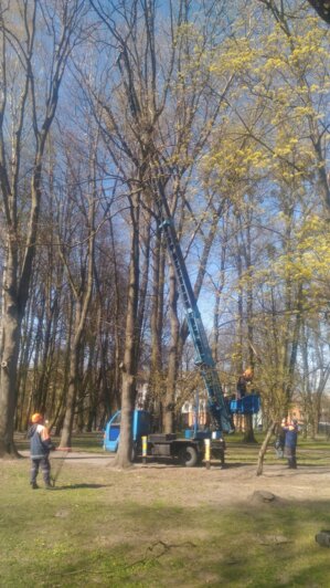 В Калининграде для спасения застрявшей на дереве кошки пригнали 18-метровую вышку (фото) - Новости Калининграда | Фото: Ирина Эрдели