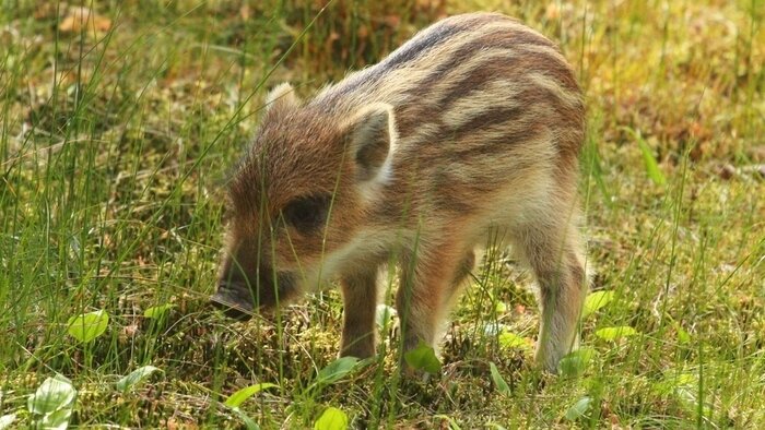 Детёныш кабана | Фото: научный сотрудник национального парка &quot;Куршская коса&quot; К. Иванюков