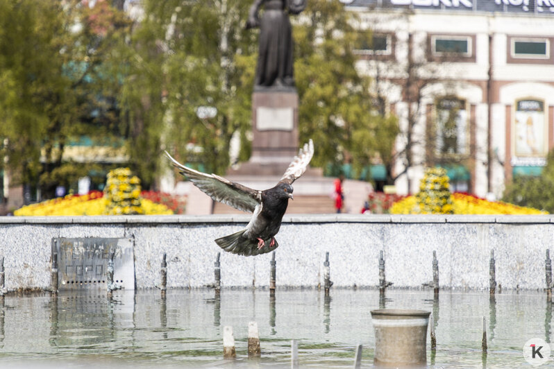 В Калининграде проверили работу городских фонтанов (фото) - Новости Калининграда | Фото: Александр Подгорчук / &quot;Клопс&quot;