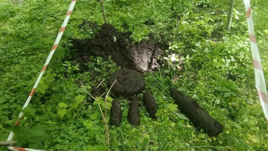 На территории Калининградского зоопарка нашли несколько снарядов времён войны (фото) - Новости Калининграда | Фото: Светлана Соколова / Facebook