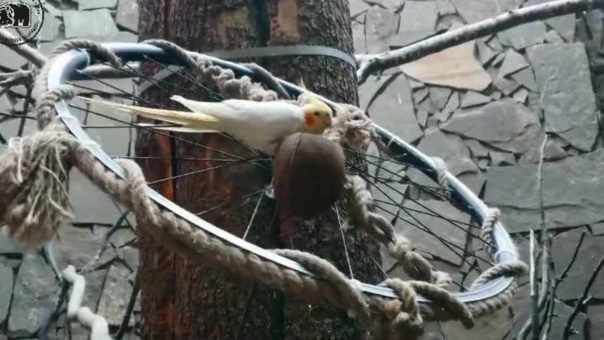 В Калининградском зоопарке попугаям подарили кормушки из велосипедных колёс (видео)  - Новости Калининграда | Кадр из видеоролика