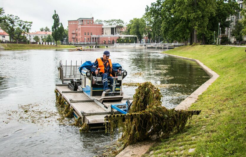 Водоросли режут, кувшинки оставляют: как с помощью машины-амфибии чистят озеро Поплавок (фото)   - Новости Калининграда | Фото с сайта горсовета Калининграда