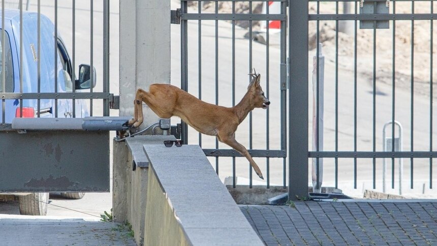 В Каунасе косуля забрела во двор частного дома, заблудилась и съела растения - Новости Калининграда | Фото: сообщество &quot;Литовское братство&quot;