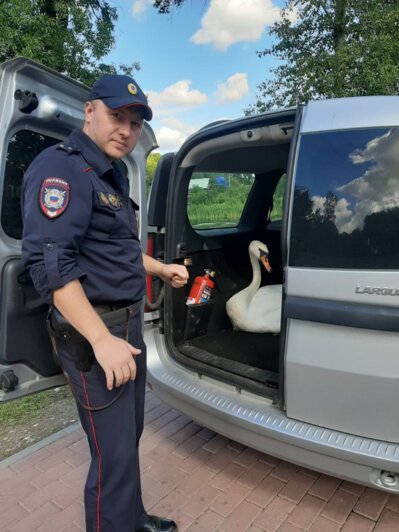 Назвали Яшкой: в Немане полицейские спасли лебедя, жёстко приземлившегося на асфальт (фото) - Новости Калининграда | Фото: пресс-служба УМВД России по Калининградской области