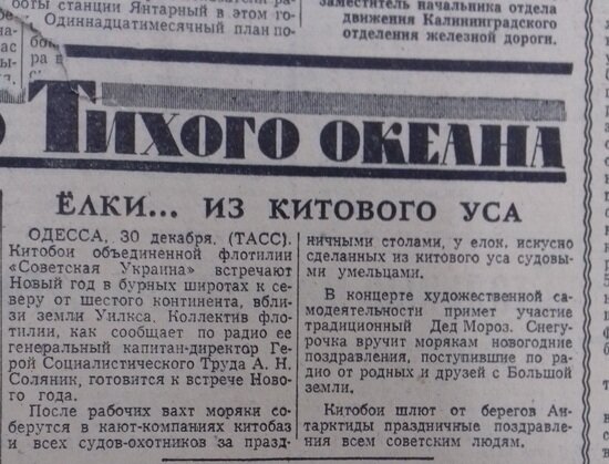 “Кровавая собака Берия и ёлка из китового уса”: что писали накануне Нового года калининградские газеты в 1940-90-х - Новости Калининграда | Государственный архив Калининградской области