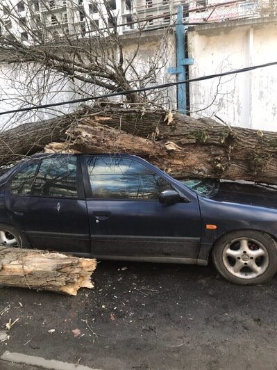 В Калининграде на припаркованную машину упало дерево (фото) - Новости Калининграда | Фото: владелица авто