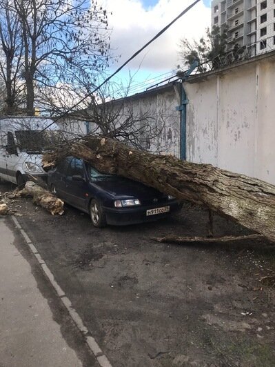В Калининграде на припаркованную машину упало дерево (фото) - Новости Калининграда | Фото: владелица авто