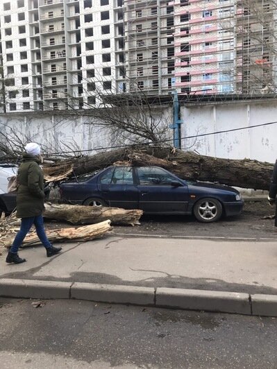 В Калининграде на припаркованную машину упало дерево (фото) - Новости Калининграда | Фото: владелица авто