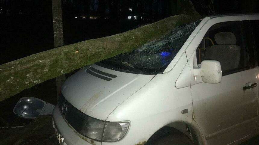В Калининграде сильный ветер повалил более десятка деревьев   - Новости Калининграда | Фото: очевидец