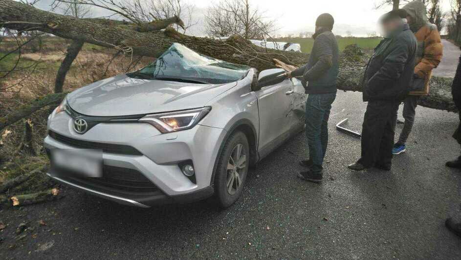 В Гурьевском районе дерево упало на легковушку, в салоне были женщина и ребёнок - Новости Калининграда | Фото: очевидец