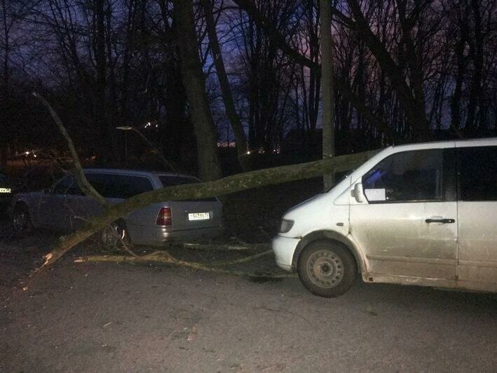 Последствия сильного ветра в Калининграде: фотоподборка - Новости Калининграда | Фото очевидца