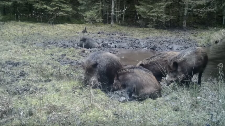 В Литве сняли на видео купающихся в грязи кабанов - Новости Калининграда | Изображение: кадр из видео