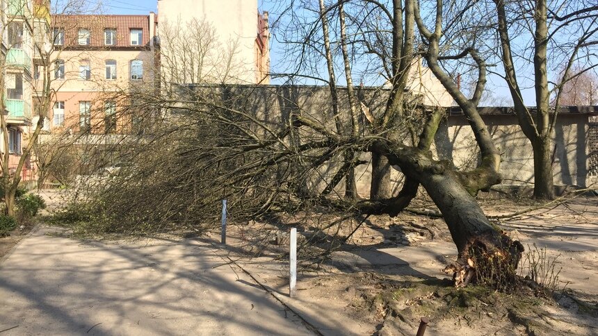 В Калининграде в понедельник усилится ветер - Новости Калининграда | Архив &quot;Клопс&quot;