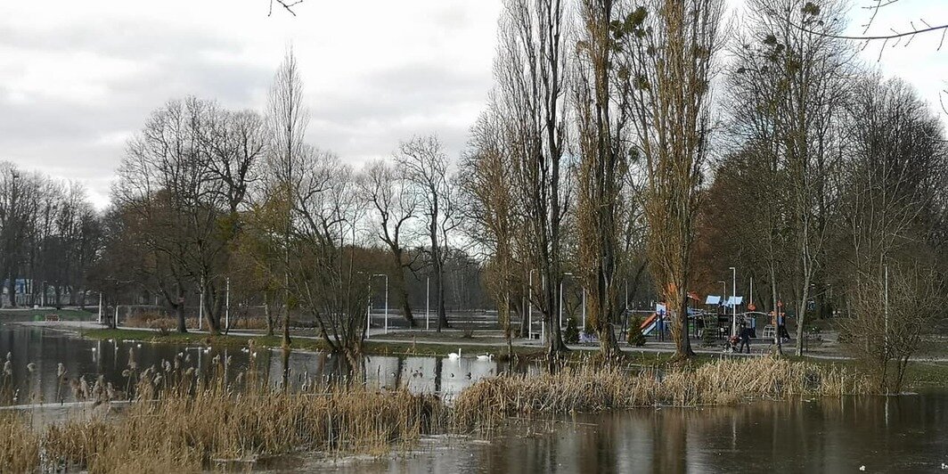 В Южном парке поселилось семейство бобров (фото) - Новости Калининграда | Фото: МКП &quot;Дирекция ландшафтных парков&quot; / Facebook