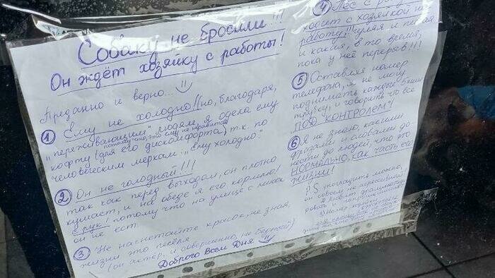 Хаски в синем свитере: в Калининграде пёс ходит с хозяйкой на работу и ждёт на улице по восемь часов  - Новости Калининграда | Фото: &quot;Клопс&quot;