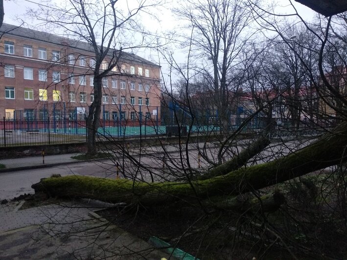 В Калининграде дерево упало в окно жилого дома (фото, обновлено) - Новости Калининграда | Фото: читатель "Клопс"