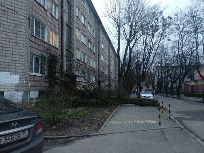 В Калининграде дерево упало в окно жилого дома (фото, обновлено) - Новости Калининграда | Фото: читатель "Клопс"