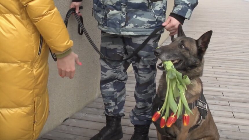 &quot;Неделю тренировались дарить цветы&quot;: калининградок с праздником поздравили служебные полицейские собаки - Новости Калининграда | Изображение: кадр из видео