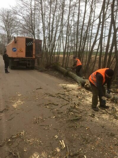 В регионе за ночь ураган повалил девять придорожных деревьев - Новости Калининграда | Фото: Елена Дятлова / Facebook