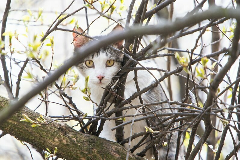 Что делают на улицах Калининграда мартовские коты во время карантина (фоторепортаж) - Новости Калининграда | Фото: Александр Подгорчук / &quot;Клопс&quot;