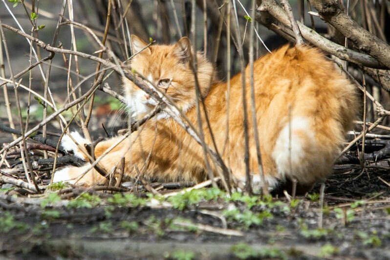 Что делают на улицах Калининграда мартовские коты во время карантина (фоторепортаж) - Новости Калининграда | Фото: Александр Подгорчук / &quot;Клопс&quot;