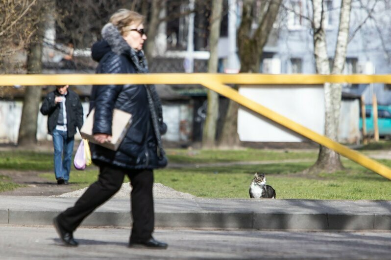 Что делают на улицах Калининграда мартовские коты во время карантина (фоторепортаж) - Новости Калининграда | Фото: Александр Подгорчук / &quot;Клопс&quot;