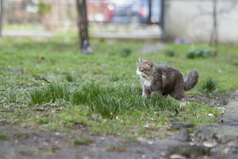 Что делают на улицах Калининграда мартовские коты во время карантина (фоторепортаж) - Новости Калининграда | Фото: Александр Подгорчук / &quot;Клопс&quot;