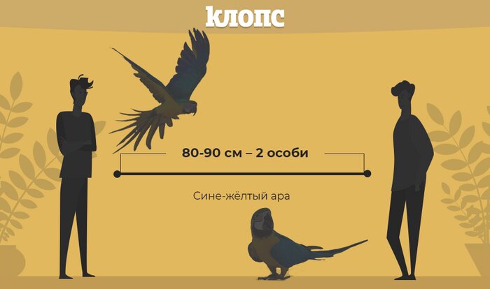 Полярный волк или трубкозуб: как определить безопасное расстояние от собеседника во время карантина (инфографика) - Новости Калининграда