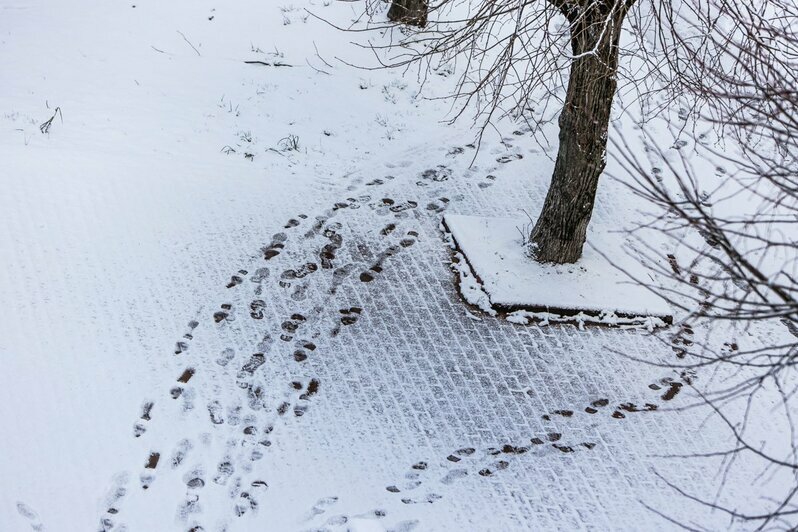 Мартовский снег в Калининграде (фото) - Новости Калининграда | Александр Подгорчук / &quot;Клопс&quot;