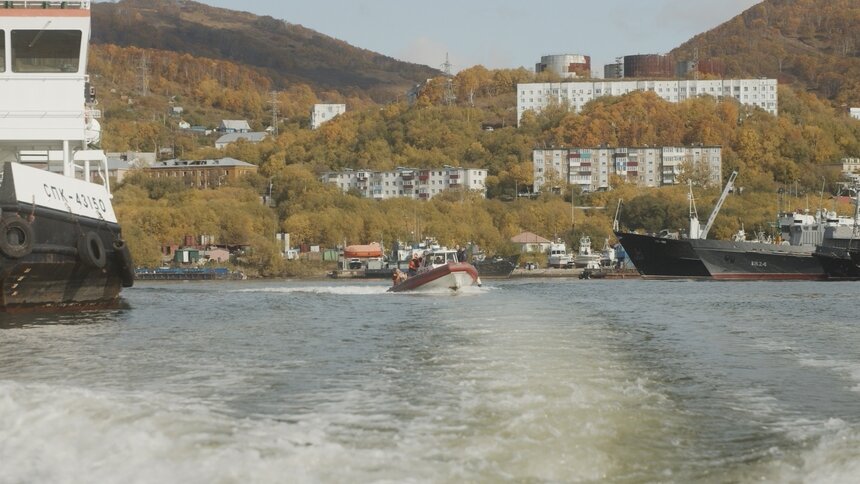 Власти Камчатки назвали возможную причину массовой гибели морских животных - Новости Калининграда | Фото: сайт правительства Камчатского края