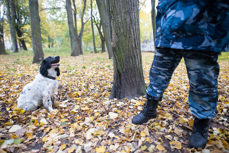 "Нашла дозу за сосиску": как на пенсии живут собаки, которые всю жизнь искали наркотики и ловили преступников - Новости Калининграда | Фото: Александр Подгорчук / &quot;Клопс&quot;