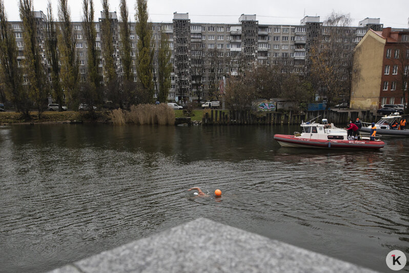 В Калининграде моржи устроили заплыв по Преголе: фоторепортаж - Новости Калининграда | Фото: Александр Подгорчук