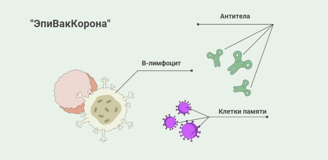 "Спутник V", "ЭпиВакКорона" и другие препараты: эксперт БФУ — о вакцинации от COVID-19  - Новости Калининграда