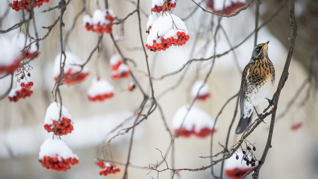 Климатолог рассказал, какими будут январь и февраль в Калининграде