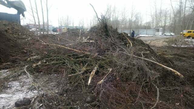 В конце Московского проспекта незаконно вырубили почти полсотни деревьев (фото)