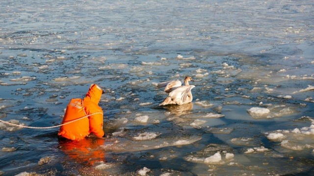 Житель Светлого полез в воду ради спасения вмёрзших в лёд лебедей (фото)