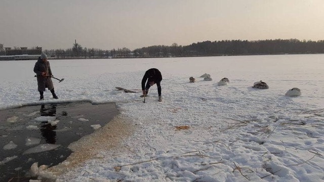 В Прибрежном спасли покрывшегося льдом лебедя (видео)