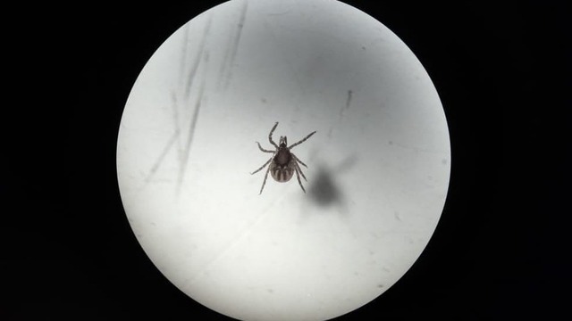 Активны ли в июле и чем можно заразиться: 6 вопросов о клещах в Калининградской области