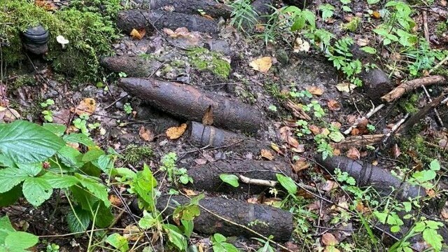 Очевидцы: в Багратионовском районе в лесу нашли десятки снарядов