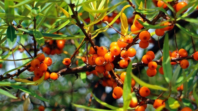 5 вопросов про облепиху: диетолог рассказал, кому полезна ягода